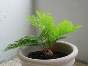 DSCN2524